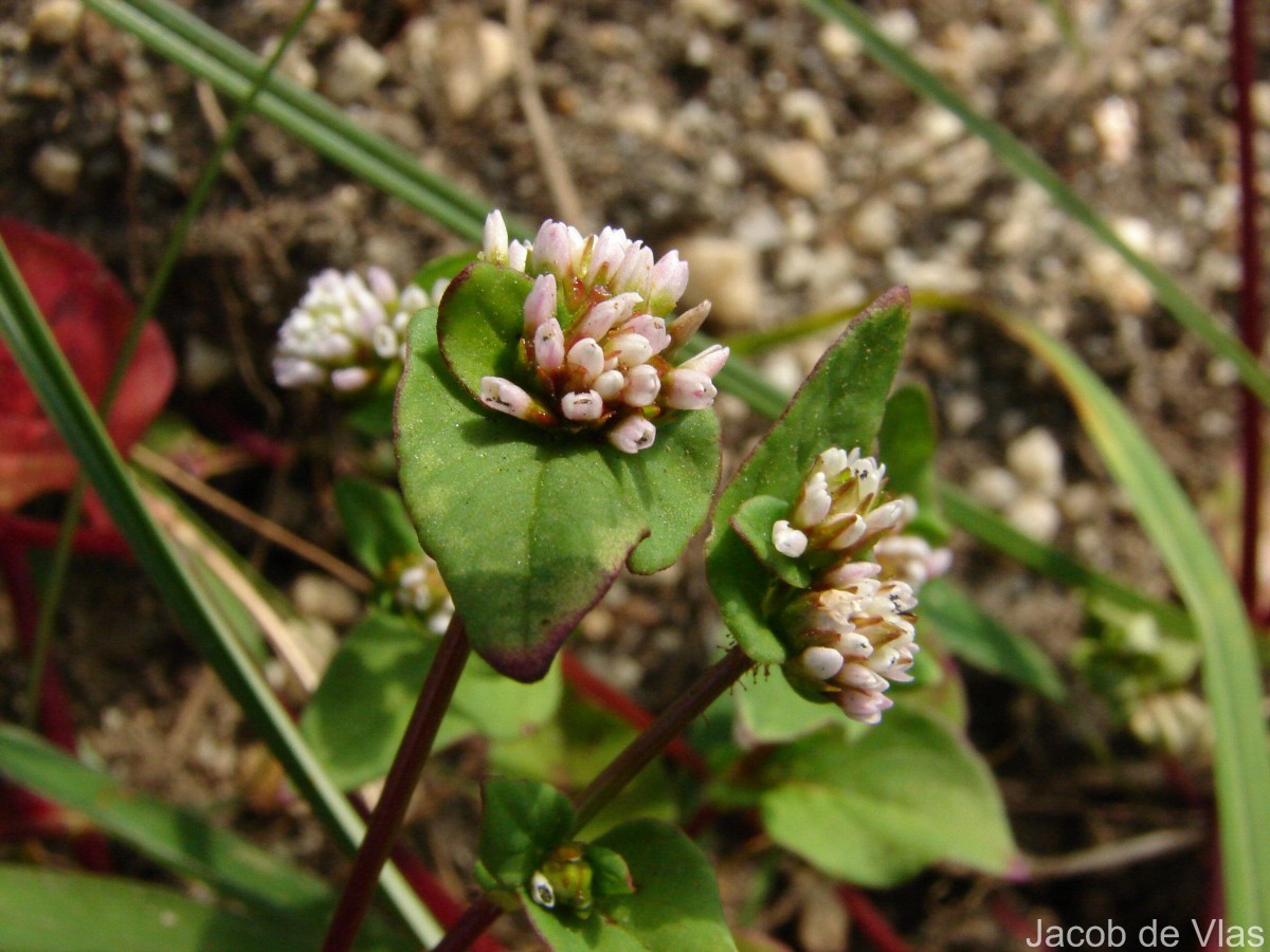 Persicaria nepalensis (Meisn.) H.Gross